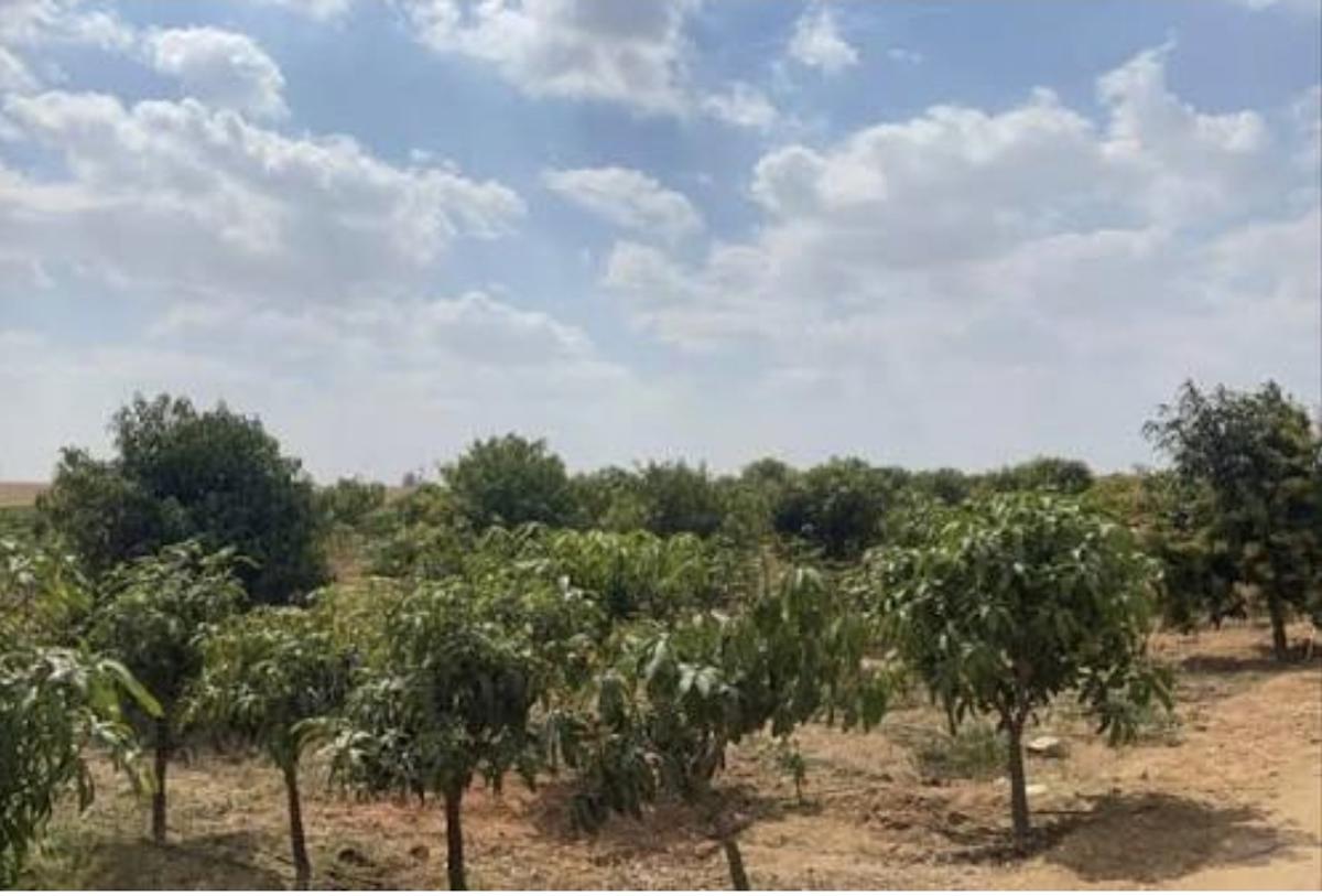 مزرعة خمسة فدان